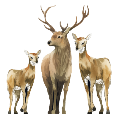 animals-1-rp