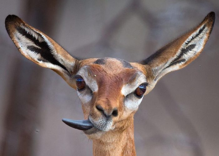 mogens-trolle-wildlife-pictures-20